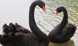 黑天鹅技能爆料最新版本,揭秘最新版本神秘爆料