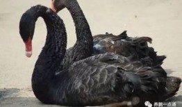 黑天鹅技能爆料最新版本,揭秘最新版本神秘爆料