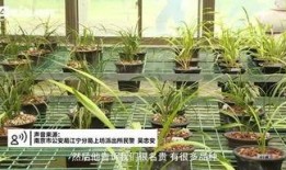 紫金山视频爆料最新,揭秘神秘事件背后真相！