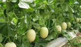 甜瓜14.0最新爆料,揭秘神秘功能与升级亮点