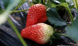 最新爆料草莓图片大全